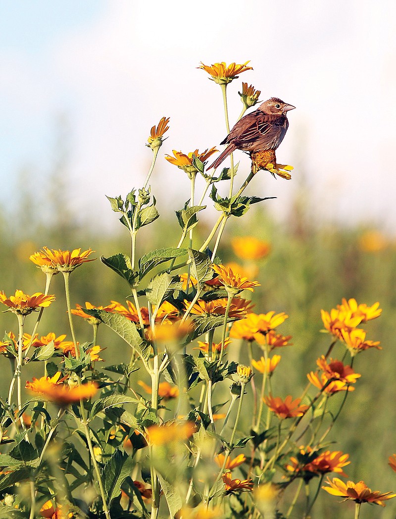 Counting birds is an enjoyable and scientifically impactful way to enjoy the outdoors. (Contributed photo)