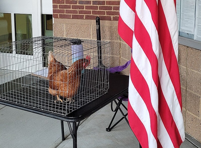 Contributed Photo / Dolly the hen was brought to Tuesday night's Catoosa County Board of Commissioner's meeting.