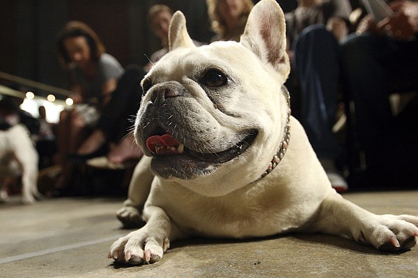 Beloved and debated, French bulldog becomes top U.S. dog breed - Vimarsana News