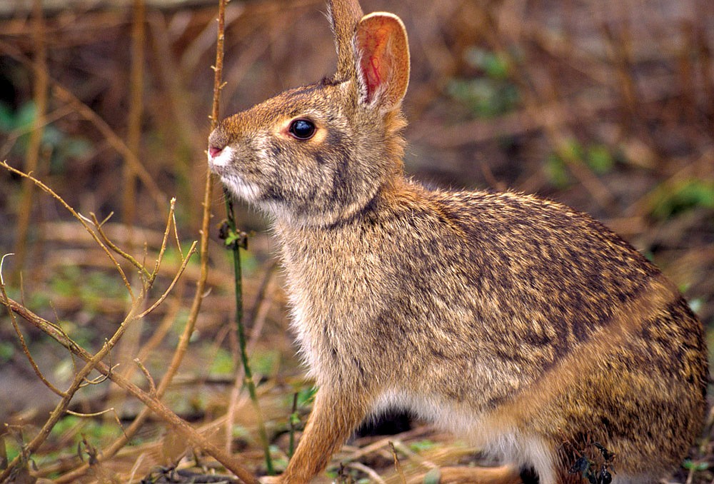 Democrat Rabbit Image Hunting rabbits a different game this late in the season-RVO | The ...