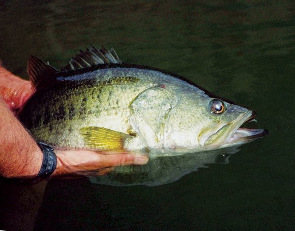Large Mouth Bass – Tackle World