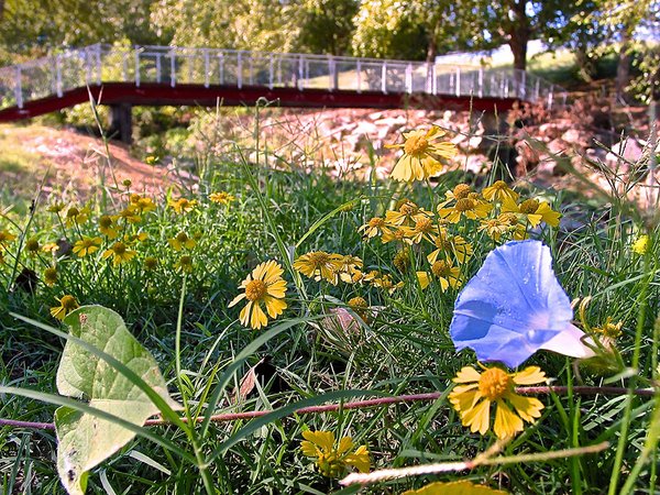 Searcy looks for flower-maintenance volunteers