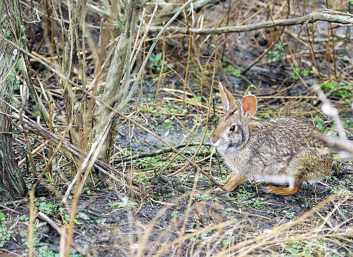 Swamp rabbit: hunting the elusive canecutter | The Arkansas Democrat ...