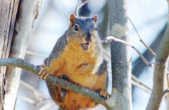 These tips can help with squirrel hunting, watching