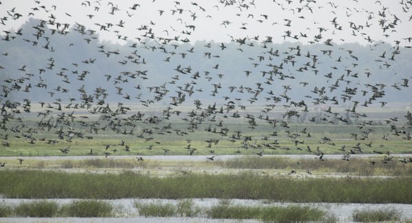 ARKANSAS SPORTSMAN: Clock ticks on lousy duck season