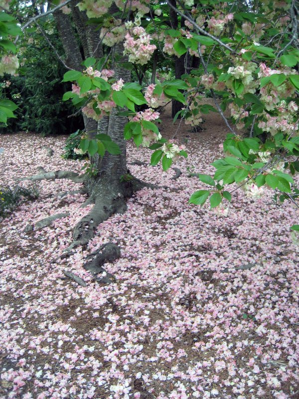 Flowering Cherry Trees are Blooming Now The Arkansas DemocratGazette