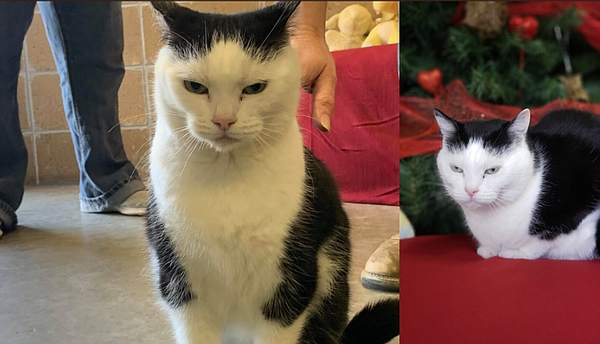 North Carolina animal shelter says "world's worst cat" is up for adoption