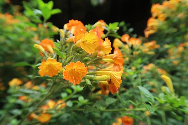 Costa Rican mystery plants had some true mysteries! | The Arkansas ...