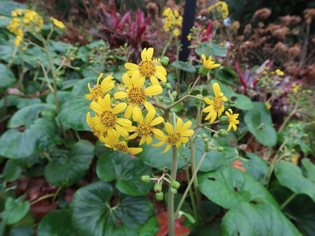Mystery plants: Leopard plant, artichoke and ajuga | The Arkansas  Democrat-Gazette - Arkansas' Best News Source