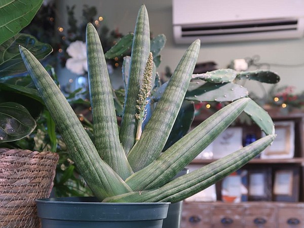 サンスベリア Sansevieria Zebra Sansevieria Zebra 【artPLANTs】サンスベリア/サンセベリア