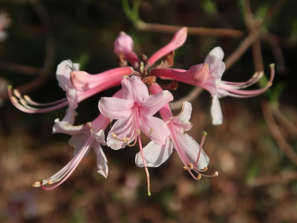 Spring is springing! | The Arkansas Democrat-Gazette - Arkansas' Best ...