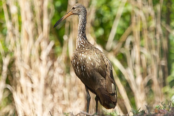 Shy water birds called limpkins venture into Arkansas from tropics, hungry for invasive apple snails - Vimarsana News