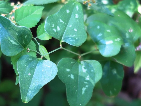 how to get rid of three-seeded mercury