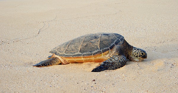 12 sea turtles return to wild after recovering in Georgia | Chattanooga ...