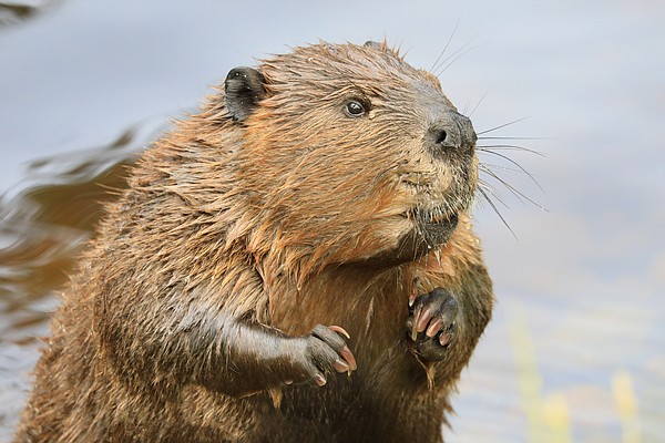 Giant rabid beaver attacks Georgia girl swimming in lake | Chattanooga ...