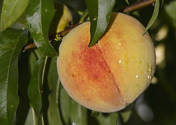 What would a Georgia summer be without peaches?  Not that cute