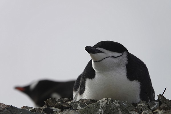 Womack: Antarctica has many opportunities for Arkansas - Vimarsana News