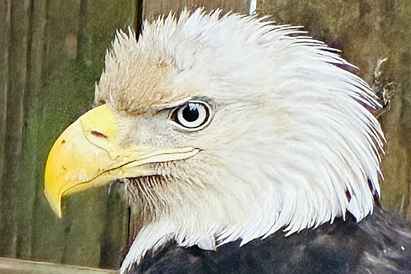 Rescued bald eagle unable to fly, seeks permanent home | Chattanooga Times Free Press - Vimarsana News