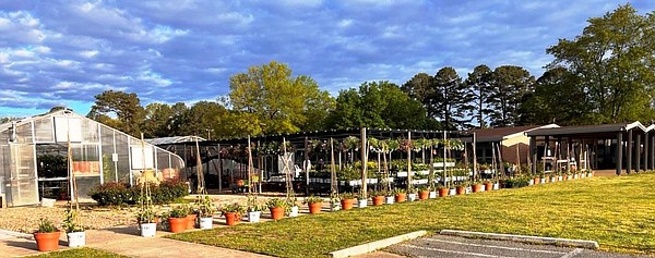 Plant Sales | The Arkansas Democrat-Gazette - Arkansas' Best News Source - Vimarsana News