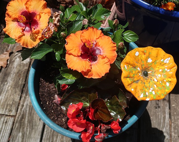 Seasonal Color | The Arkansas Democrat-Gazette - Arkansas' Best News Source - Vimarsana News