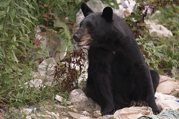 Summertime tips as black bears become more active in Tennessee | Chattanooga Times Free Press - Vimarsana News