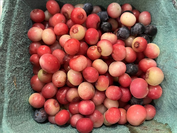 A Pink Blueberry | The Arkansas Democrat-Gazette - Arkansas' Best News Source - Vimarsana News