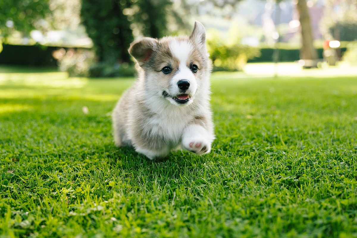 Celebrate National Puppy Day with BBB’s safe shopping tips Celebrate National Puppy Day with BBB’s safe shopping tips