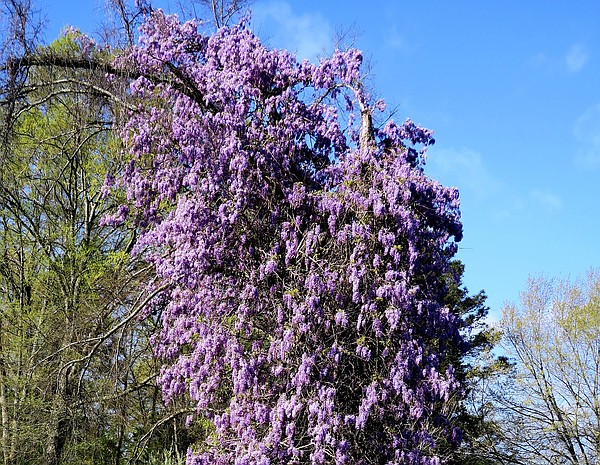 IN THE GARDEN: Wisteria is pretty, but can be invasive | The Arkansas  Democrat-Gazette - Arkansas' Best News Source