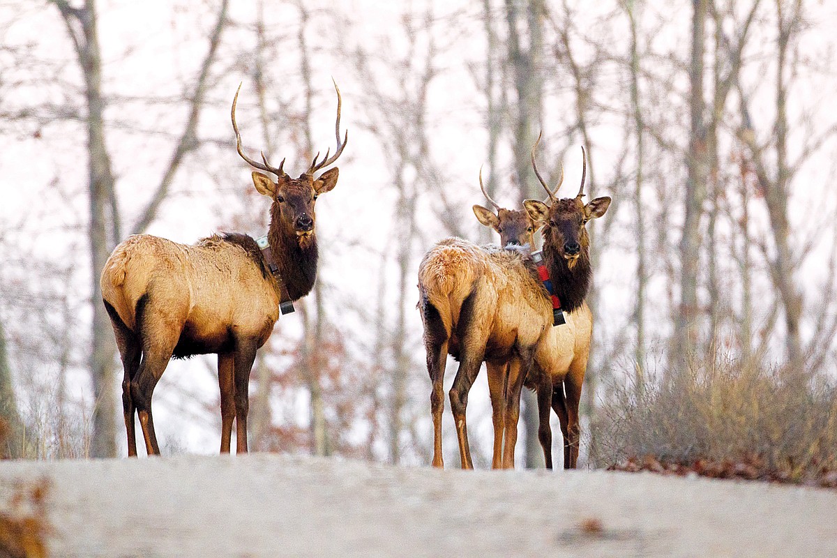 Driftwood Outdoors: Three men sentenced in Missouri elk poaching case