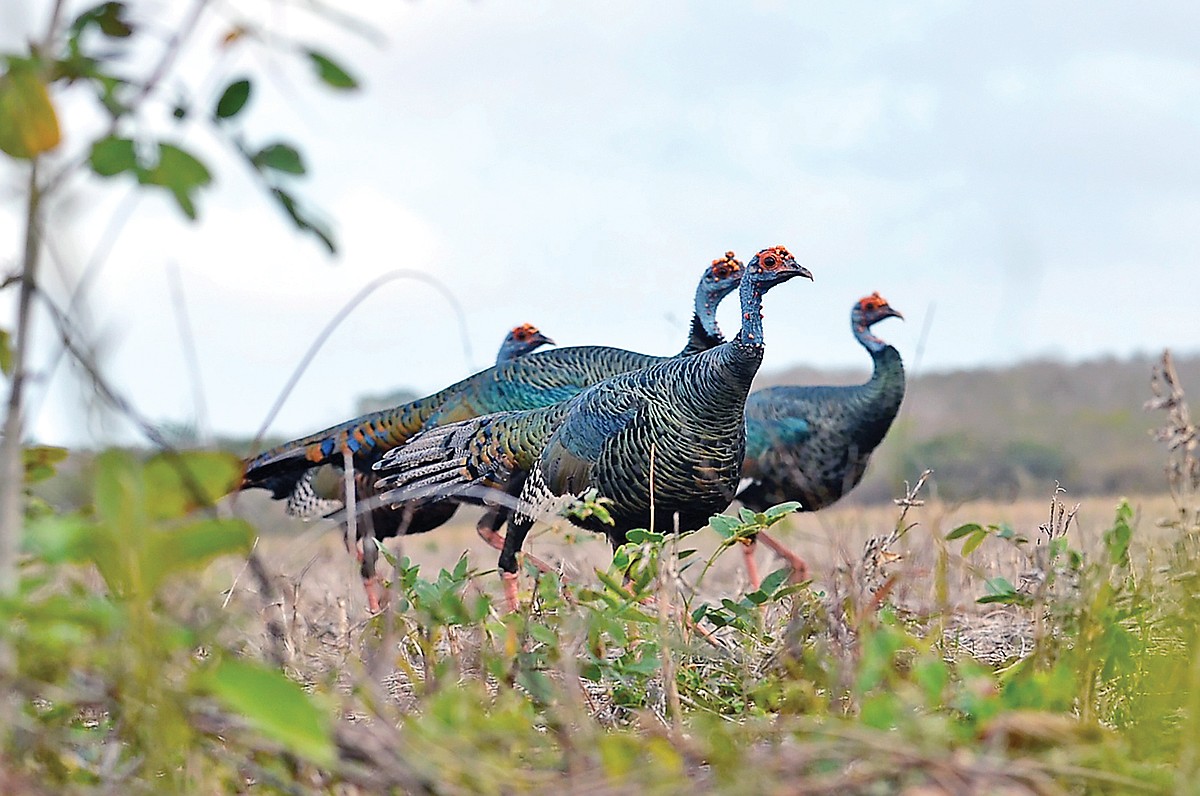 Driftwood Outdoors: Ocellated turkey hunt on Yucatán Peninsula an all-time favorite