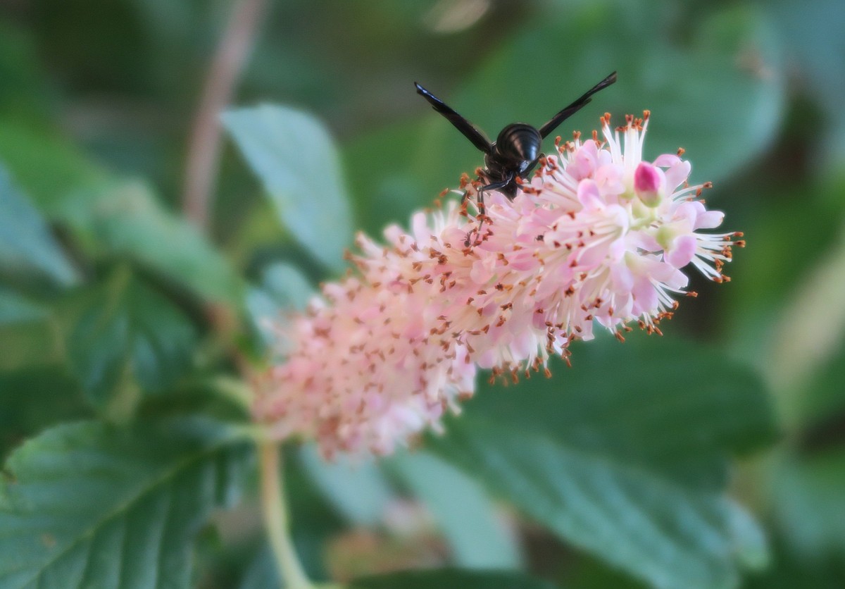Low-maintenance native plants aid environment, re-establish diverse ecosystems
