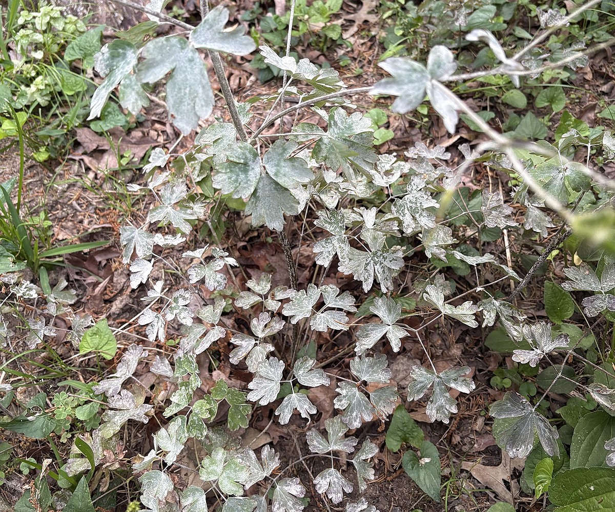 IN THE GARDEN: Columbine plant has a bad case of powdery mildew