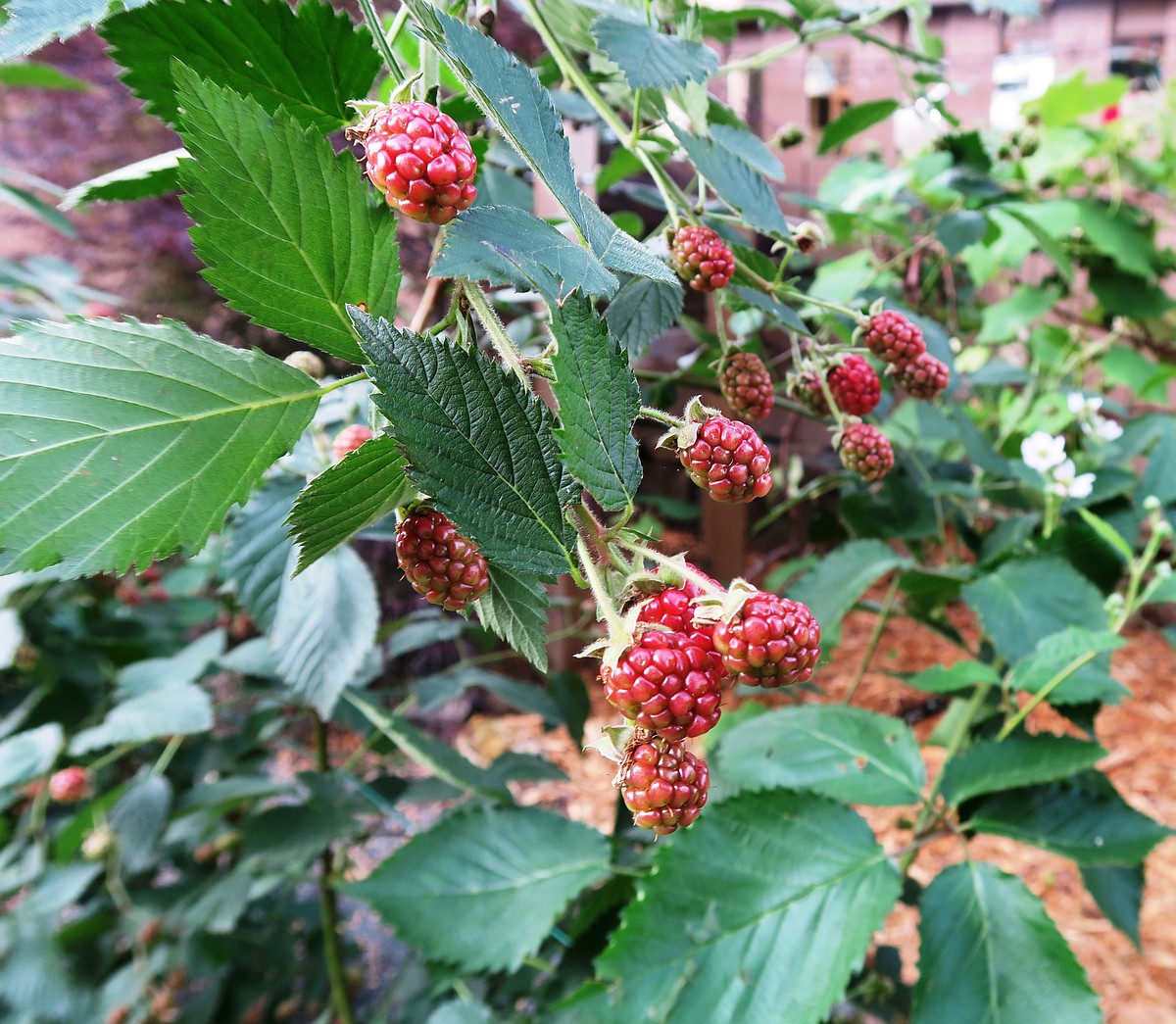 Arkansas blackberry season is here — without the thorns