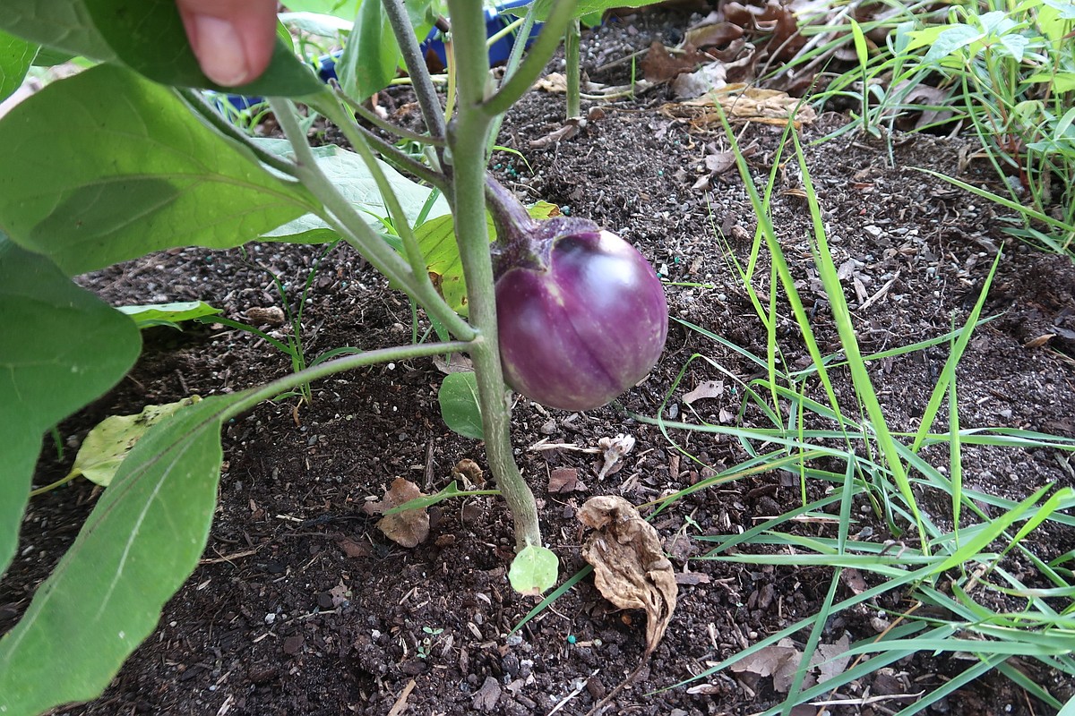 BREAKING GROUND: Hot and dry July tests gardeners’ resolve