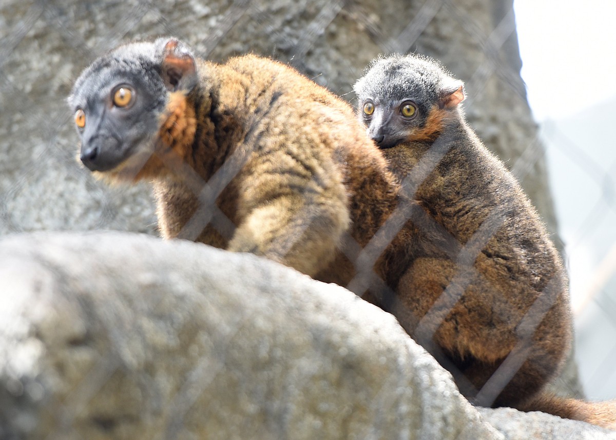 Tennessee Aquarium's gender reveal party for its baby lemur