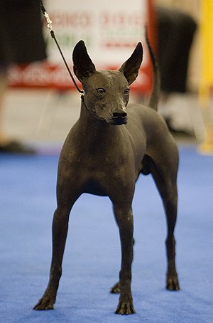 Hairless Xolos A Hit At The World Dog Show