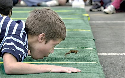 Mark Wilson, 7, blows his frog "Hoppy" across the finish line to win a new computer for his school at Toad Suck Daze in Conway in this 2002 file photo.