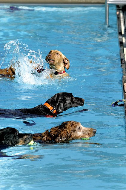 Jim Dailey Fitness & Aquatic Center traditionally closes its pool with a dog swim party and plans to do so this year.