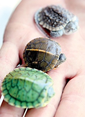 Product moves slowly but traffic in turtles brisk