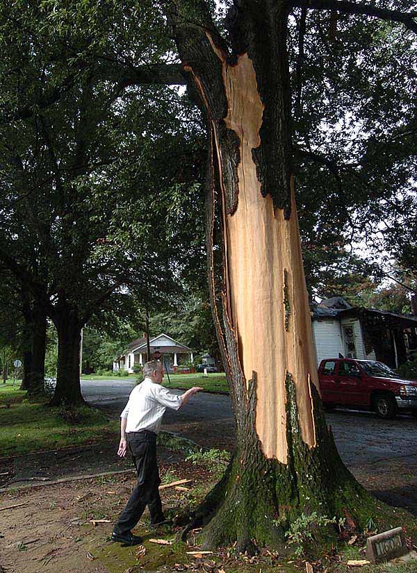 Billy Harkness takes a close look at a willow oak tree that was struck by
lightning Wednesday morning in his Little Rock neighborhood. Besides
losing its bark, the tree was split.