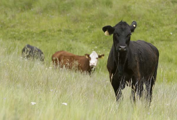 Three young bulls in a herd of 100 roaming the Valles Caldera National Preserve graze on July 25 near Jemez Springs, N.M.