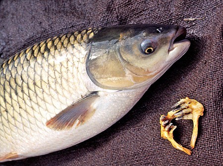 The grass carp's mouth is toothless, but in the throat are two rows of large, comb-like teeth (seen here beside the fish) that grind the vegetation it eats. One carp can eat two to three times its weight daily and may gain 5 to 10 pounds a year.