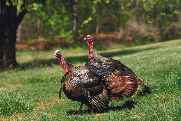 The fall turkey season, scheduled to begin Oct. 1 for archery and Oct. 26 for firearms, has been canceled. 