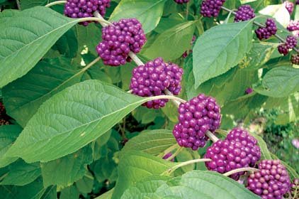 Beautyberry has some of the showiest fruits of any shrub and will grow well in sun or partial shade.