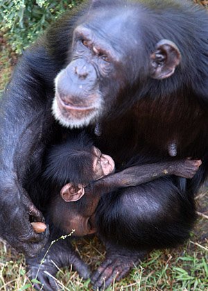 Mahale and her baby chimp.