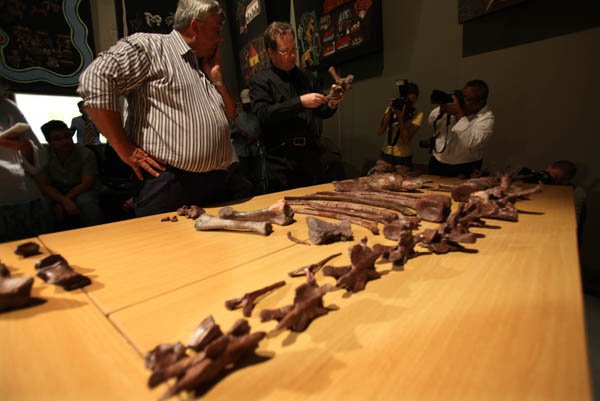 Paleontologist Adam Yates, second left, displays fossilized bones of a new dinosaur species, Aardonyx Celestae, from the early Jurassic period during an announcement of the discovery in Johannesburg, Wednesday.