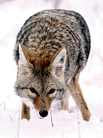 Coyotes are common in all 75 counties in Arkansas. Hunting them has become increasingly popular.