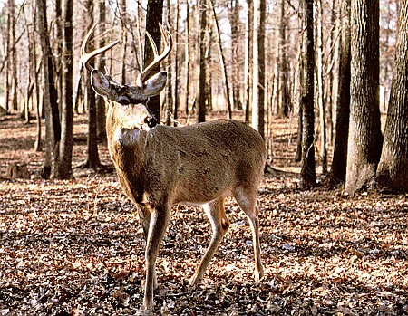 In wilderness areas undisturbed by humans and development, white-tailed deer often grow old and reach large sizes.