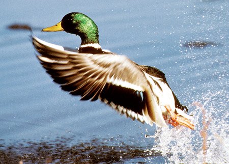 Mallards, the most common of the duck species that winter in Arkansas, provide fun hunting opportunities for Natural State sportsmen.
(Courtesy of U.S. Fish and Wildlife Service)