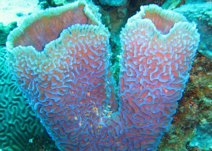 Colorful vase sponges on coral reefs can be seen in the waters around Bonaire.